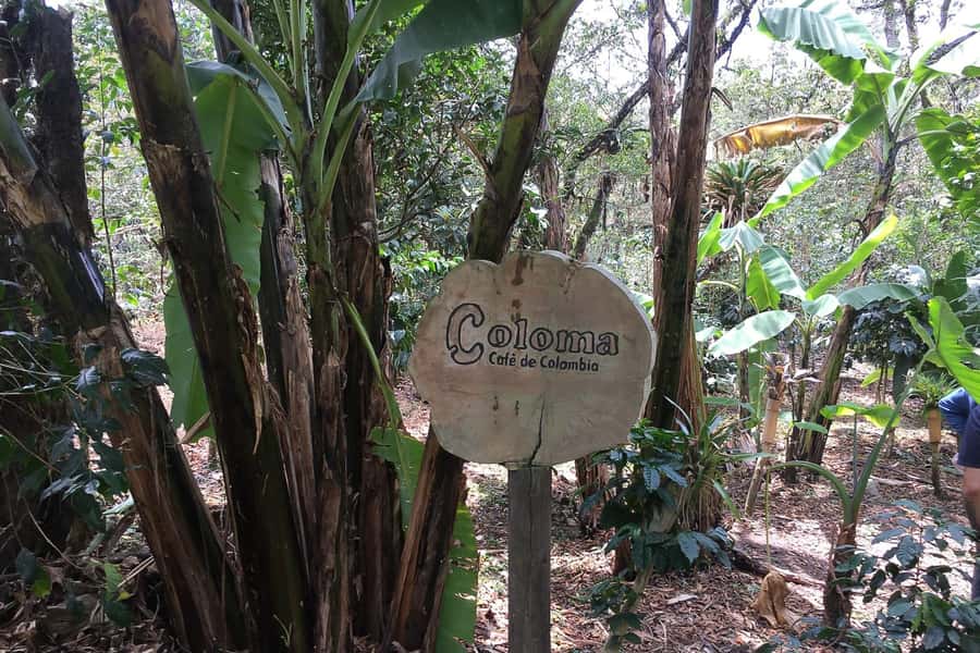 From Bogotá: Coffee Farm Experience Private Day Tour - How coffee goes from cherry to your mug (and why the steps matter)