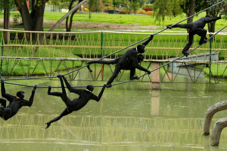 From Bogota: Jaime Duque Park and zoo with ticket included - Replica Caribbean Sea and naval stories: playful history