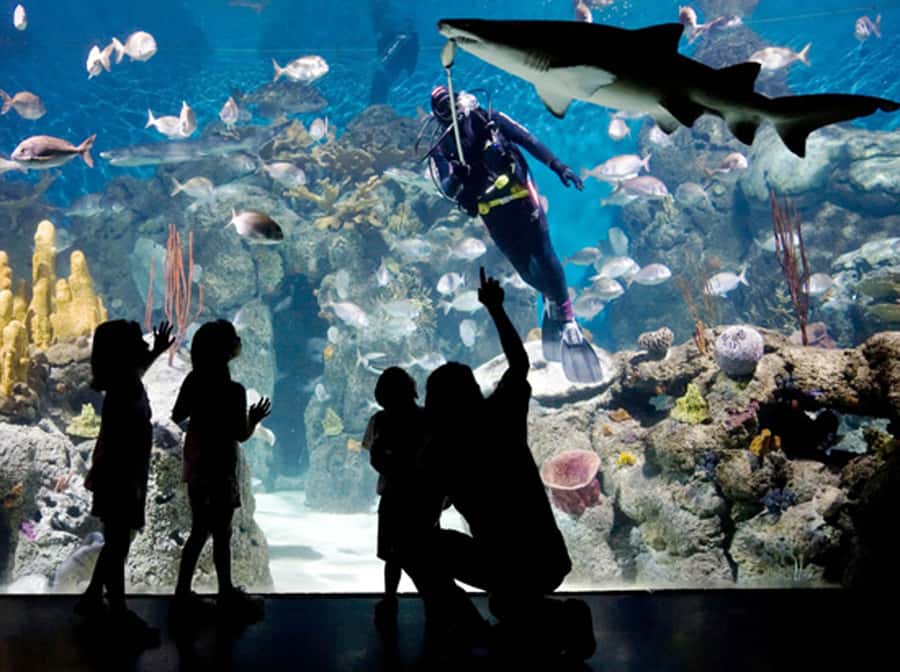 From Buenos Aires: Full-Day Temaiken Eco Park - Key things to know before you go