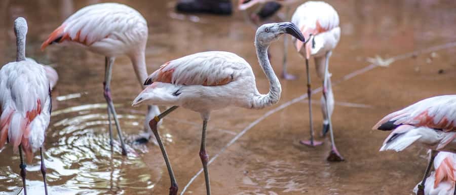 From Buenos Aires: Full-Day Temaiken Eco Park - Who should book this Temaiken day trip?