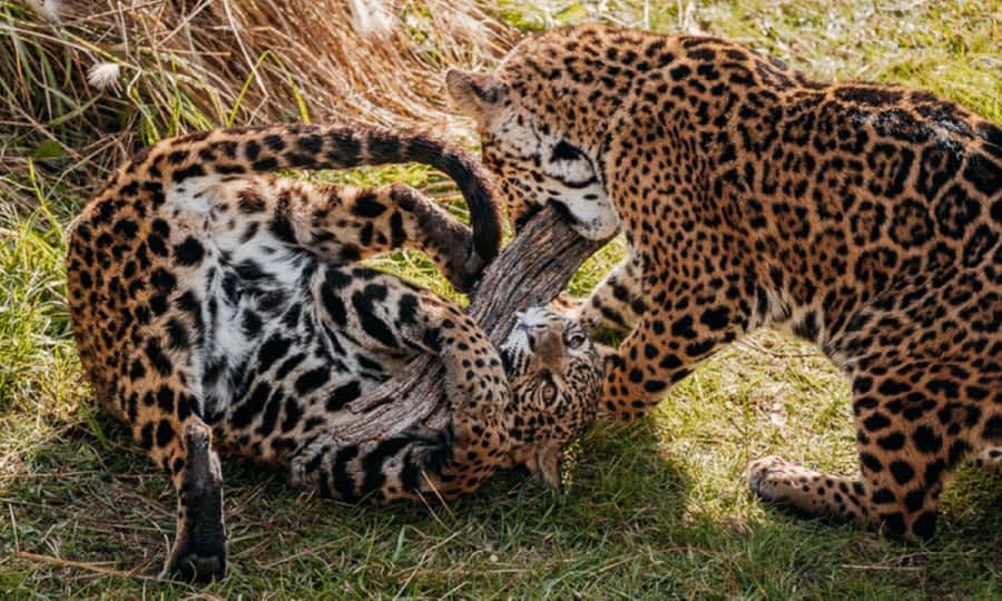 From Buenos Aires: Temaiken Zoo Tour with Ticket Included - Key highlights you should know