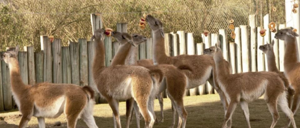 From Buenos Aires: Temaiken Zoo Tour with Ticket Included - Practical Tips for Getting the Most from a 6-Hour Walk