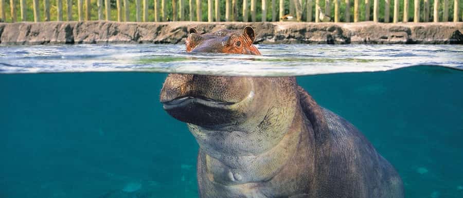From Buenos Aires: Temaiken Zoo Tour with Ticket Included - Leaving Buenos Aires Province Behind (Without Making It Complicated)