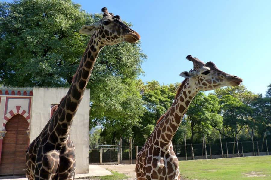 From Buenos Aires: Temaiken Zoo Tour with Ticket Included - Bird Viewing in the Giant Aviary: Big Space, Clear Experience