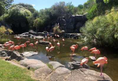 From Buenos Aires: Temaiken Zoo Tour with Ticket Included - The Aquarium: Water Worlds Made for Visitors (and Animals)