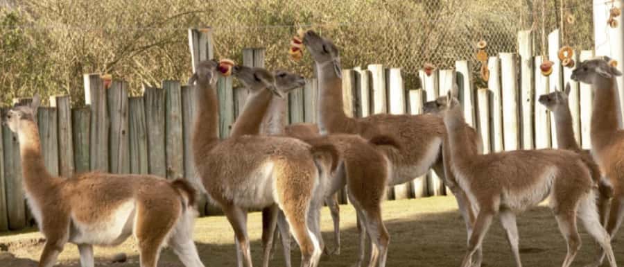 From Buenos Aires: Temaiken Zoo Tour with Ticket Included - La Chacra: The Argentine Countryside Stop You Don’t Skip