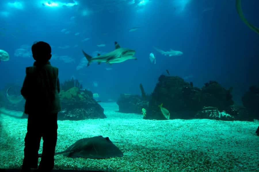 From Buenos Aires: Temaiken Zoo Tour with Ticket Included - Guided, Multilingual, and Designed for a Smooth Route