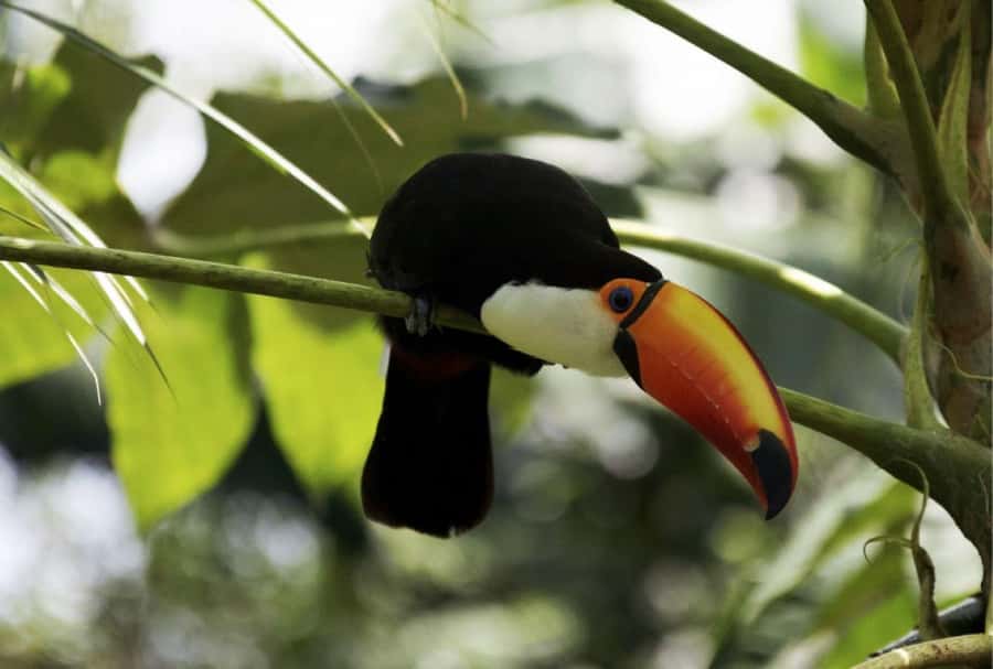 From Buenos Aires: Temaiken Zoo Tour with Ticket Included - Price and Value: What $135 Buys You in Real Terms
