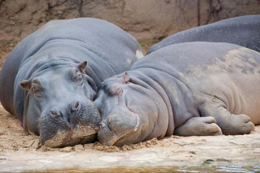 From Buenos Aires: Temaiken Zoo Tour with Ticket Included - Who Should Book This Temaikén Tour (and Who Might Not)