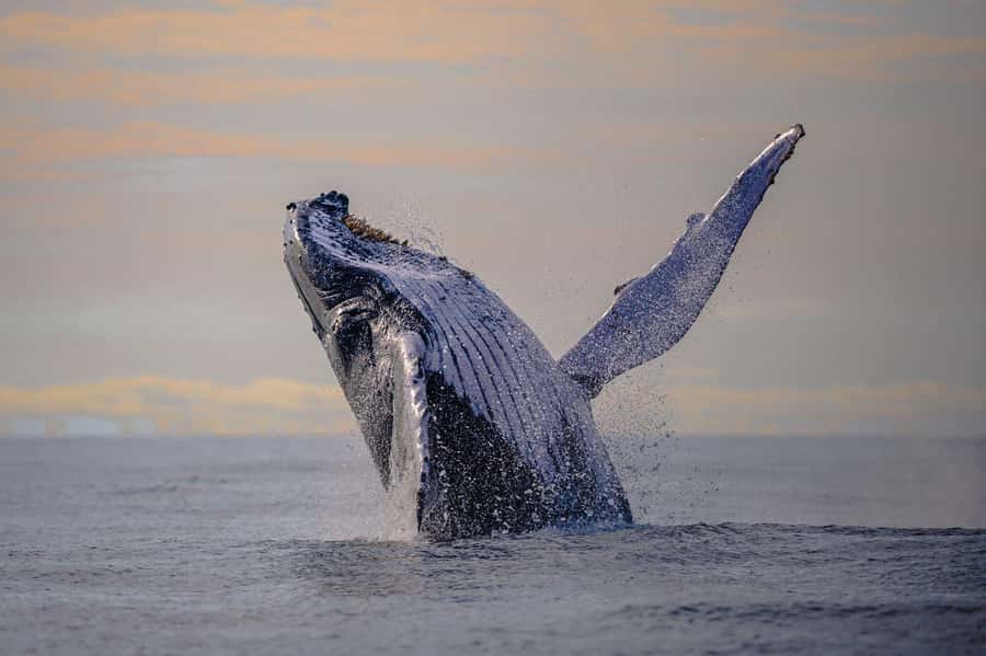 From Cali: Whale Watching Day Trip in Buenaventura - Key highlights you’ll feel on this trip