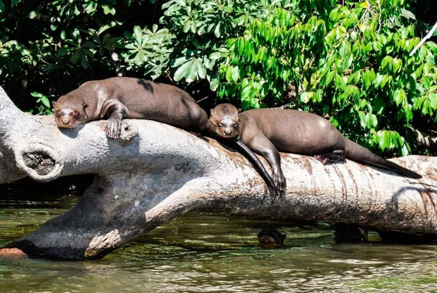 From Cusco: 4 Day Puerto Maldonado Sandoval Lake Excursion - Key Highlights Worth Your Attention