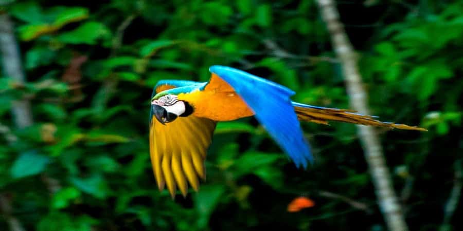 From Cusco: 4 Day Puerto Maldonado Sandoval Lake Excursion - Monkey Island: Great for Photos, But Know What You’re Signing Up For