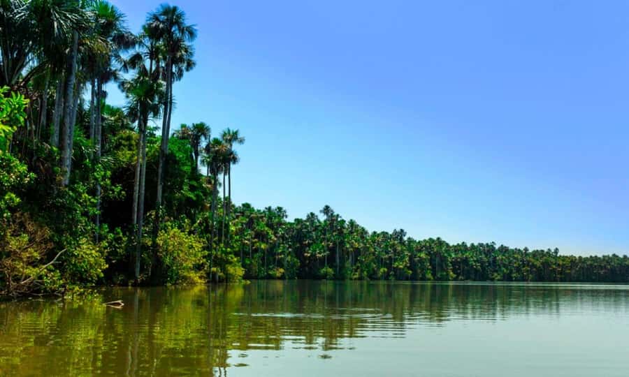 From Cusco: 4 Day Puerto Maldonado Sandoval Lake Excursion - Kayaking, Canopy Tower, and Hanging Bridges: Seeing the Jungle From Above