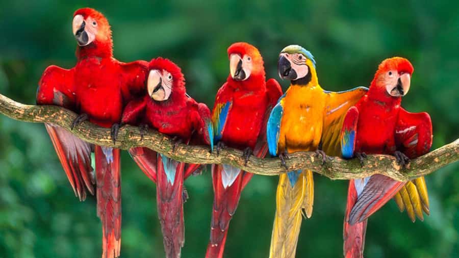 From Cusco: 4 Day Puerto Maldonado Sandoval Lake Excursion - Amazon Lodge Tambopata: Base Camp, Trails, and How Comfort Works Here