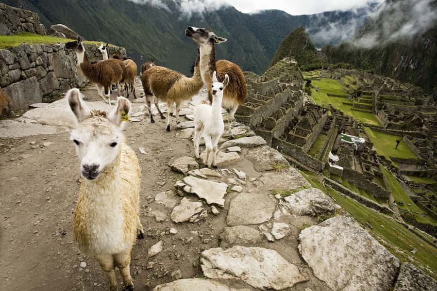 From Cusco: Machu Picchu Private Day Trip on Panoramic Train - How to choose between Panoramic and Standard