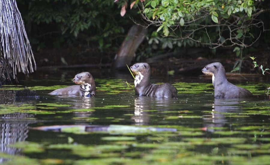 From Cusco: Manu National Park 3 Day Tour - Price and Logistics: What $370 Covers (and What It Doesn’t)