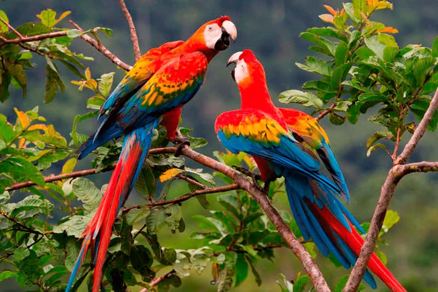 From Cusco: Manu National Park Tour & Accommodation 3 Days - Why This 3-Day Cusco to Manu Tour Feels More Like “Real Jungle Time”