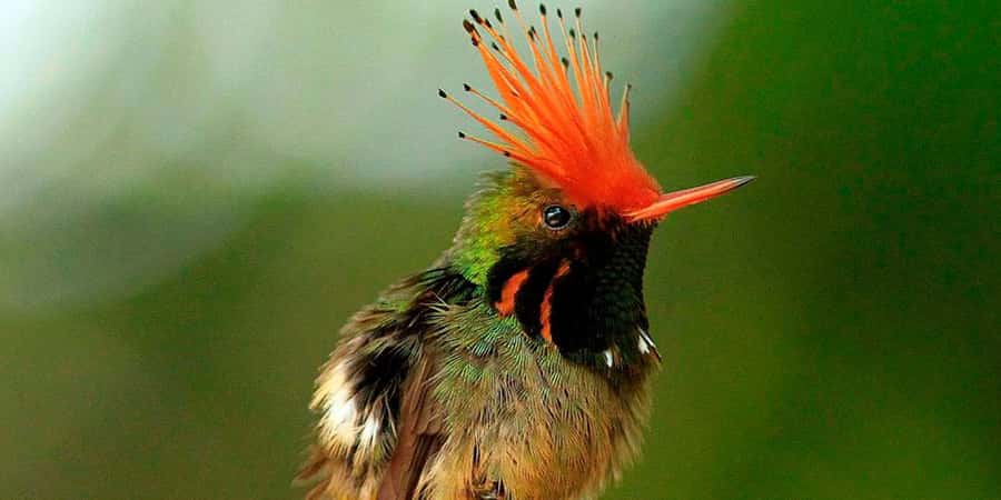 From Cusco: Manu National Park Tour & Accommodation 3 Days - Key Highlights That Matter (Not Just “Things To Do”)