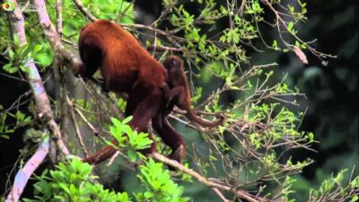 From Cusco: Manu National Park Tour & Accommodation 3 Days - Day 1: Cusco Road Stops, Manu Border Walk, and a Night Search Near Basical Hostel