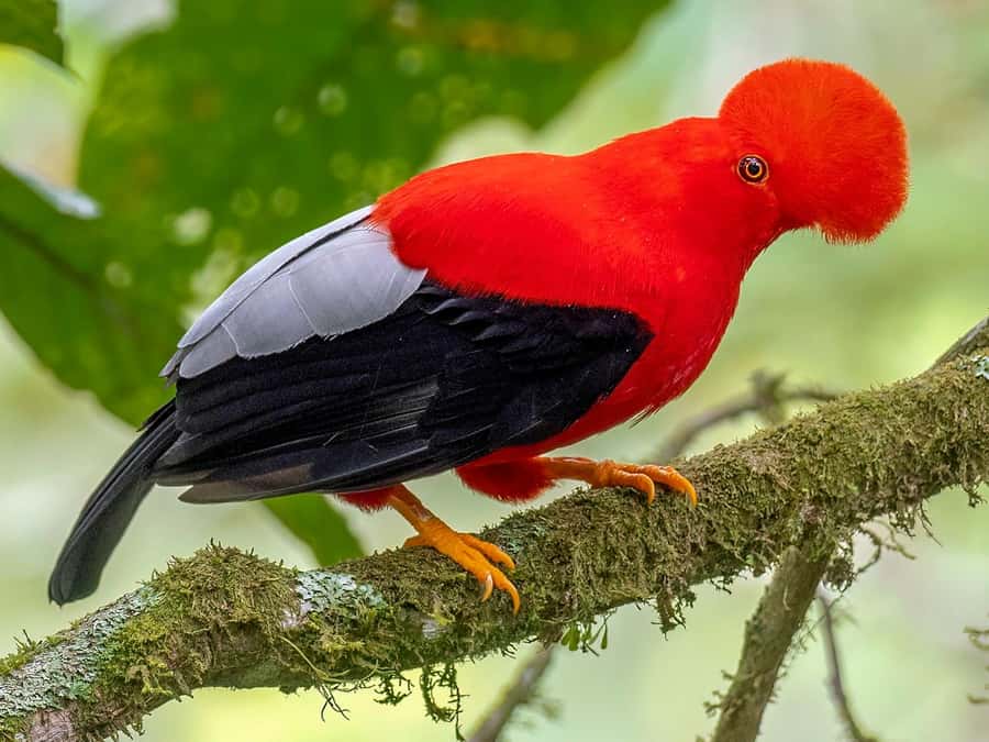 From Cusco: Manu National Park Tour & Accommodation 3 Days - Day 3: Medicinal Plants Garden, Cloud Forest Return Drive, and a Paucartambo Coffee Stop