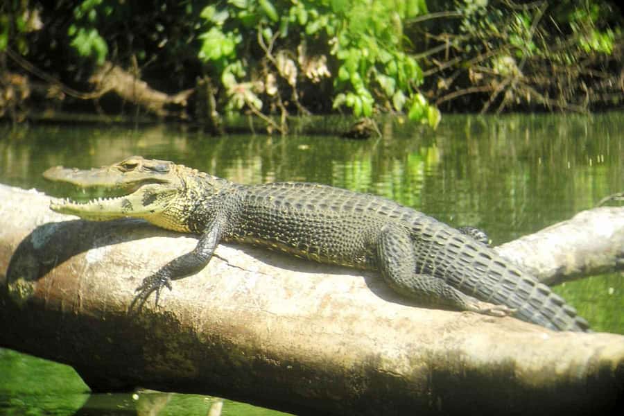 From Cusco: Manu National Park Tour & Accommodation 3 Days - Accommodation and Meals: What to Expect at Basical Hostel