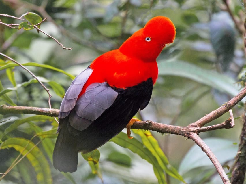 From Cusco: Manu National Park Tour & Accommodation 3 Days - Small Group Size and Guide Quality: What “Up to 15” Really Means