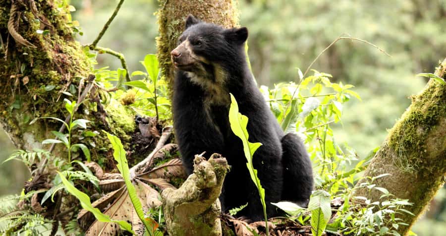 From Cusco: Manu National Park Tour & Accommodation 3 Days - Price and Value: Is This a Good Use of 3 Days?