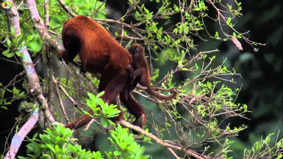 From Cusco: Manu National Park Tour & Accommodation 3 Days - Day 1: Cusco Road Stops, Manu Border Walk, and a Night Search Near Basical Hostel