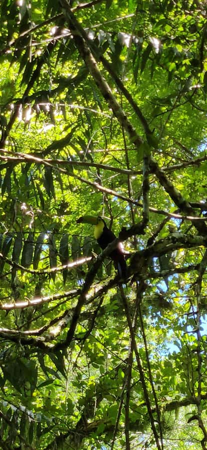 From Flores: Tour Tikal All Inclusive - Inside Tikal: The Hike, the Ruins, and the Questions You’ll Want to Ask