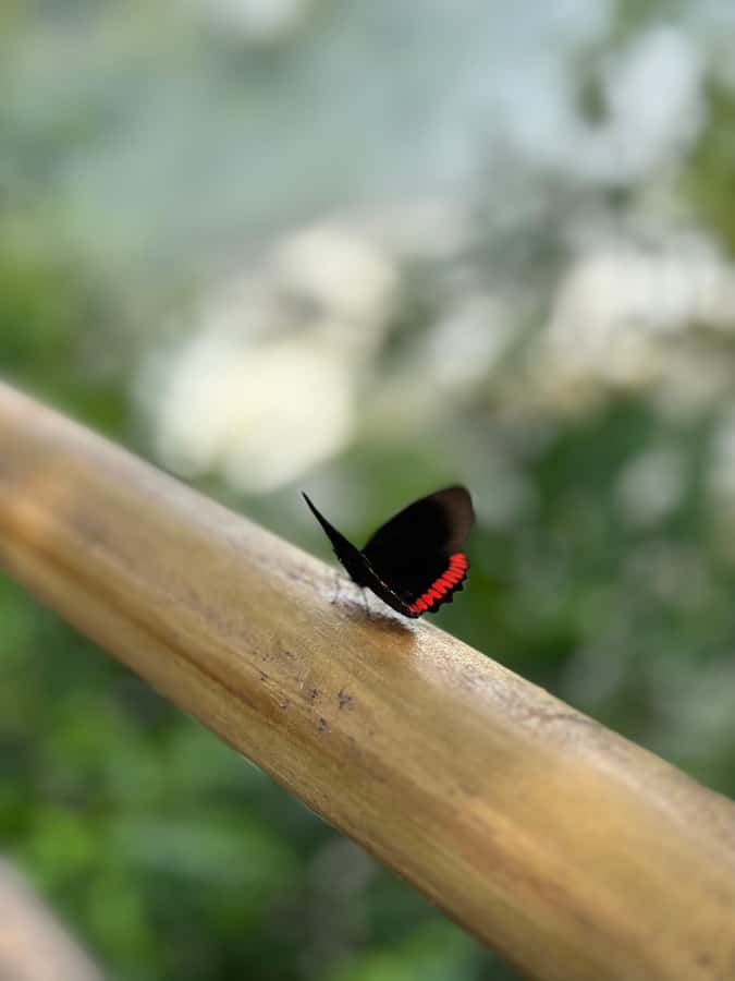 from Foz do Iguaçu: Private Tour on Argentinean Falls - Lower Circuit: Where You Hear the Falls First