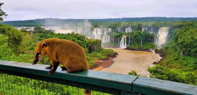 From Foz do Iguazu: Brazil Iguazu Falls & Macuco Safari Boat - The Drive In: Electric Vehicle, Park Entry, and a Quick Forest Walk