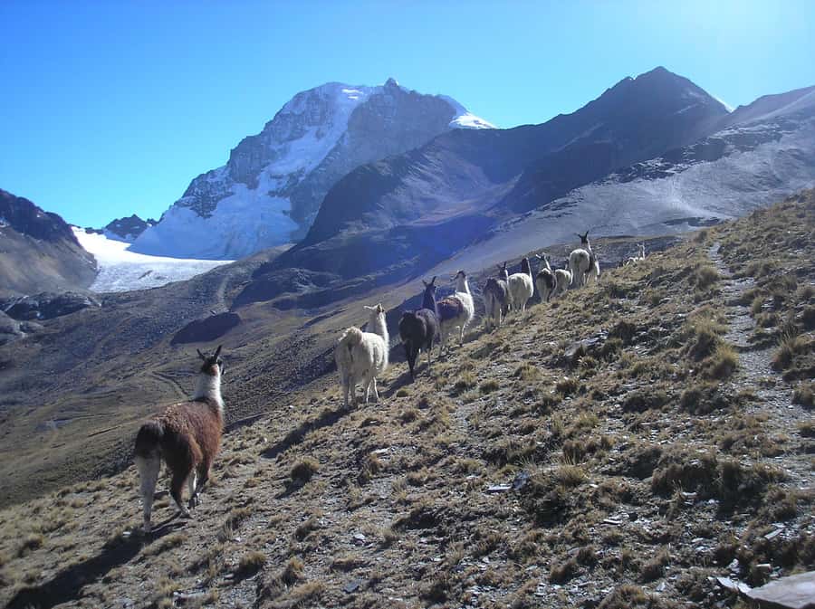 From La Paz: Condoriri Andes, Pico Austria Full Day Hiking - The long llama-and-alpaca walk toward Pico Austria (about 5–6 hours on foot)