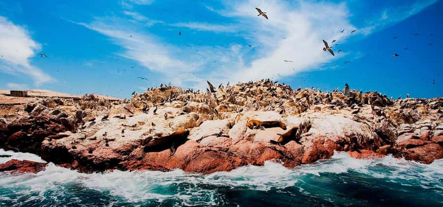 From Lima: Ballestas Islands, Huacachina and Wine Route Trip - Should You Book the Ballestas, Huacachina, and Ica Wine Route?