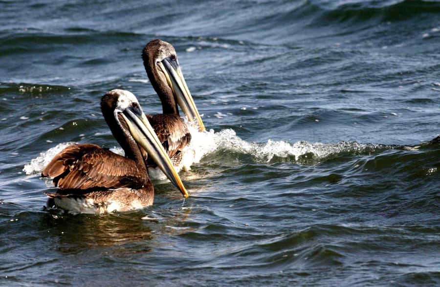 From Lima: Paracas and Huacachina Day Trip with Buggy Ride - Key things you’ll notice on this Paracas and Huacachina day trip