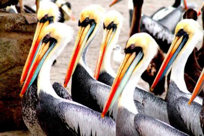 From Lima: Paracas and Huacachina Day Trip with Buggy Ride - Paracas and the Ballestas Islands boat tour: sea lions, penguins, and birds