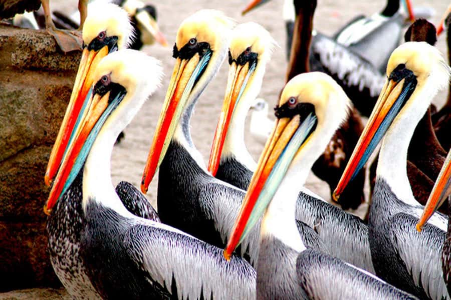 From Lima: Paracas and Huacachina Day Trip with Buggy Ride - Paracas and the Ballestas Islands boat tour: sea lions, penguins, and birds