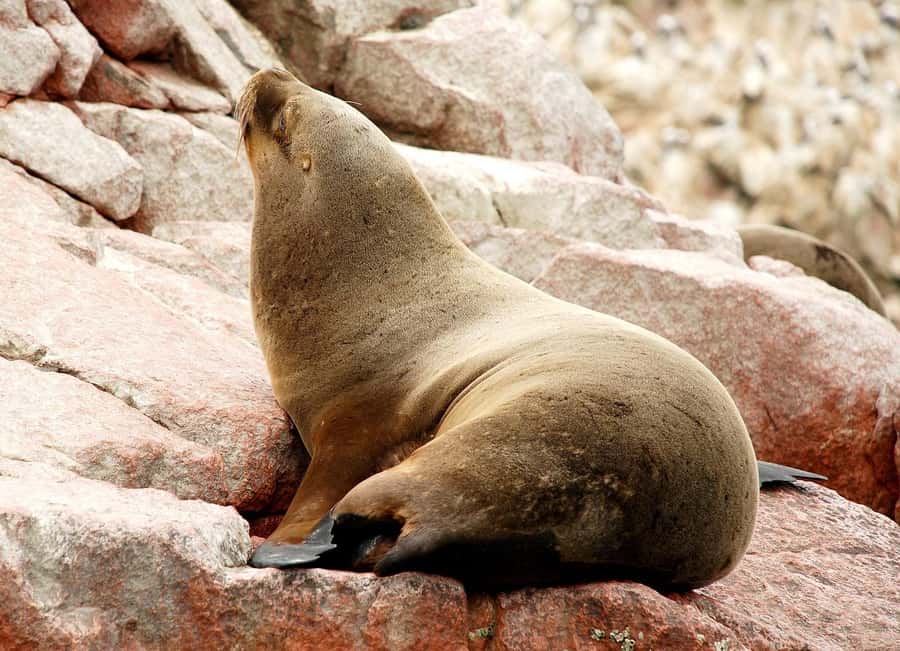 From Lima: Paracas and Huacachina Oasis Full Day Tour - Should you book this Paracas and Huacachina day tour?