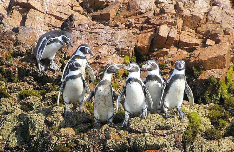 From Lima:Paracas Ballestas Islands and Ica Oasis 1 day Tour - Key things to know before you go