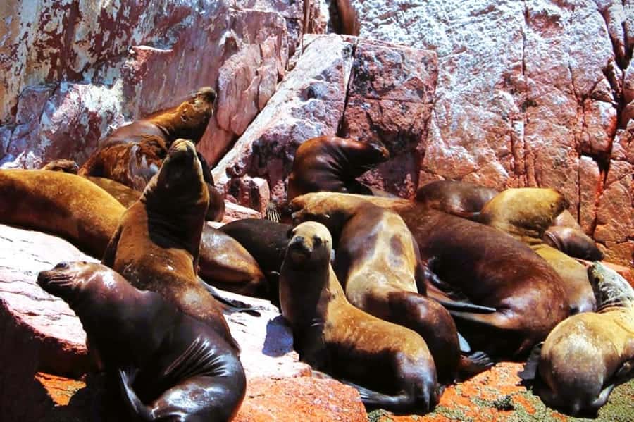 From Lima:Paracas Ballestas Islands and Ica Oasis 1 day Tour - Ballestas Islands by Glider: El Candelabro and Wildlife Close-Up