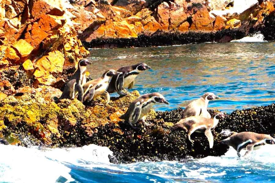 From Lima:Paracas Ballestas Islands and Ica Oasis 1 day Tour - Ica Wine Country Stops: Pisco Tasting Plus What to Expect