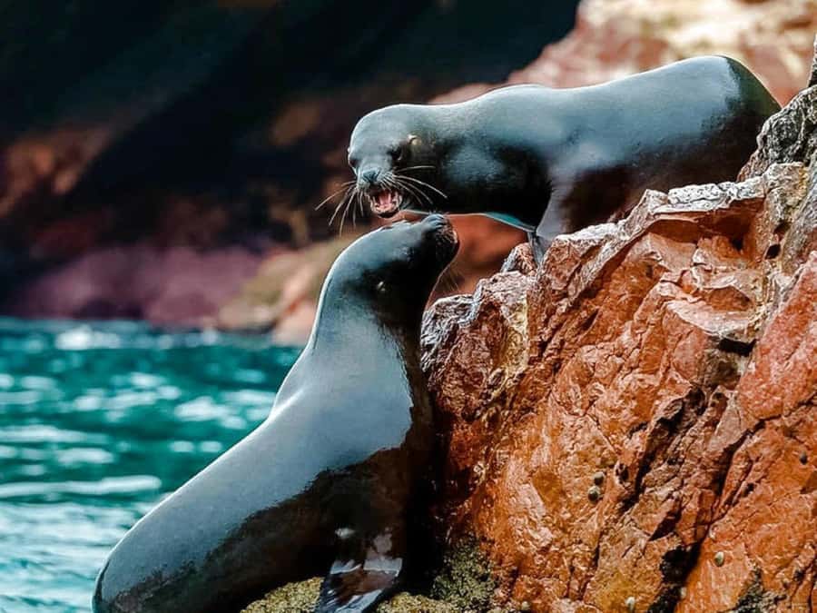From Lima:Paracas Ballestas Islands and Ica Oasis 1 day Tour - Who Should Book This Tour—and Who Should Skip It