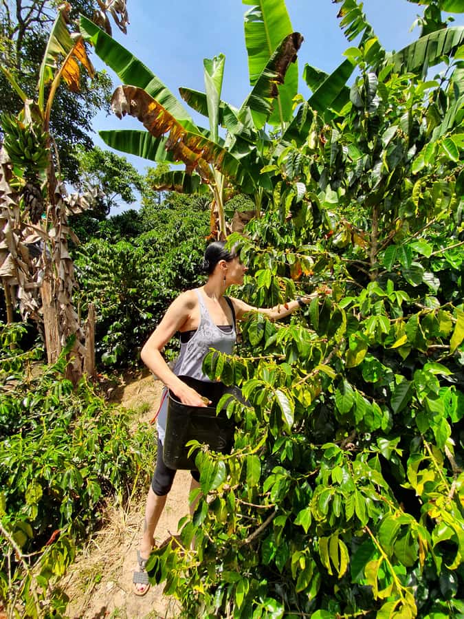 From Medellin: Private Envigado Coffee Tour with Tastings - Picking your own coffee beans: hands-on learning you can’t fake