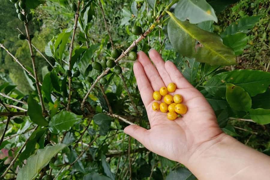 From Medellin: Private Envigado Coffee Tour with Tastings - Coffee tasting: how to turn sipping into learning