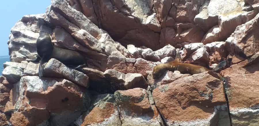 From Paracas: Ballestas Island Cruise & Paracas Reserve Tour - Price and logistics: what $55 includes (and what it doesn’t)