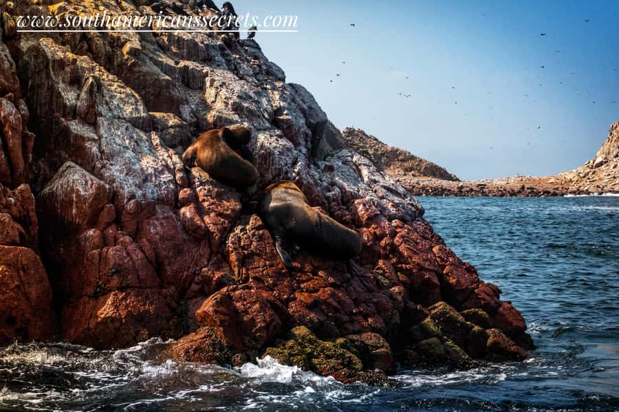 From Paracas: Ballestas Islands tour all Inclusive - FAQ