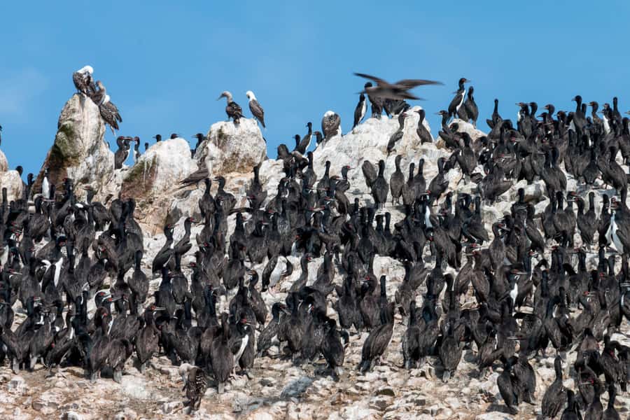 From Paracas: Ballestas Islands tour all Inclusive - Islas Ballestas in 1 hour: penguins, sea lions, and seabird chaos