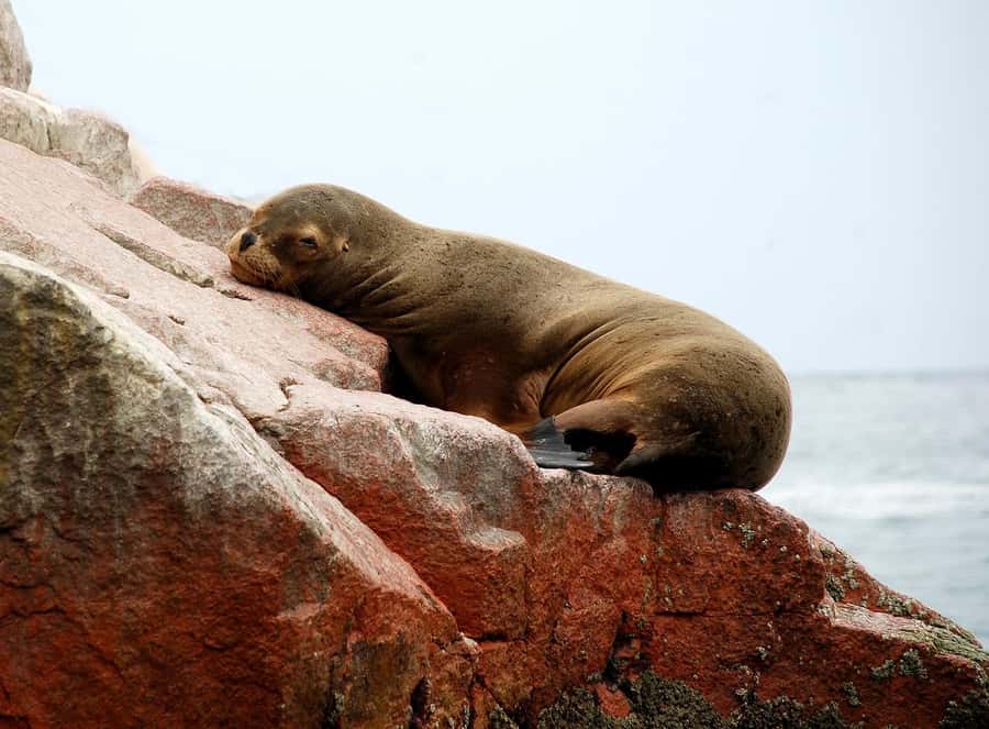 From Paracas: Ballestas Islands tour all Inclusive - Eco-friendly speedboat + safety details that aren’t just fine print