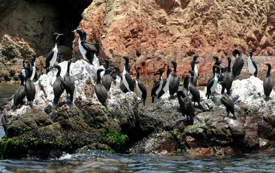 From Paracas: Guided boat tour of the Ballestas Islands - FAQ