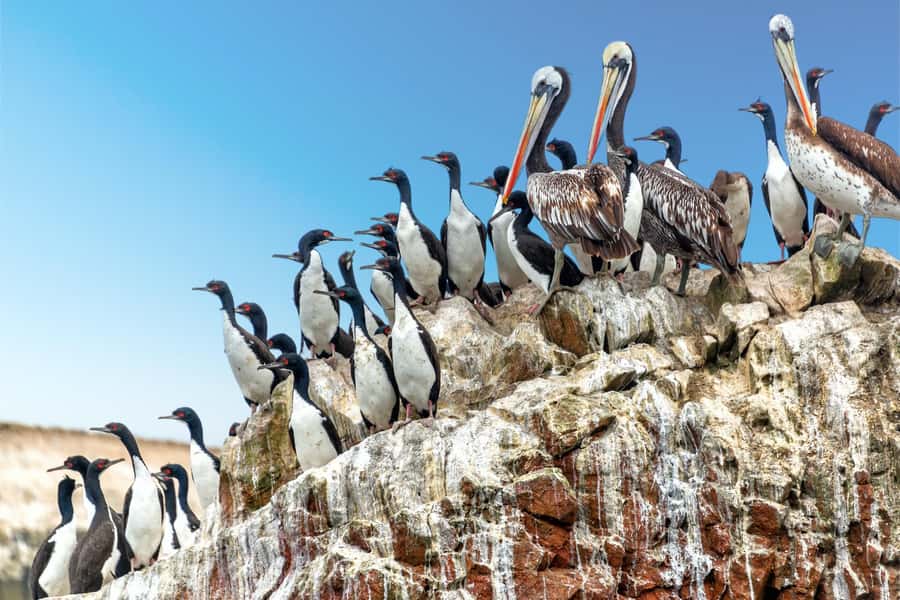 From Paracas: Guided boat tour of the Ballestas Islands - Ballestas Islands wildlife viewing: sea lions, seabirds, and penguins