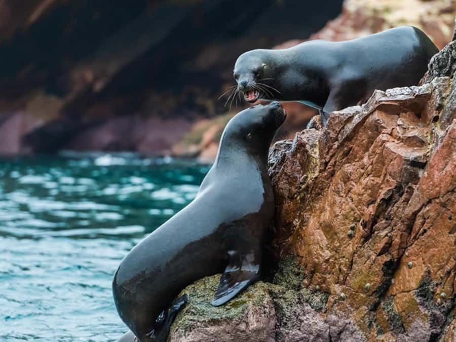 From Paracas: Guided boat tour of the Ballestas Islands - Book it or skip it: my decision guide